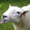 🤩 Эмодзи «Sheeps» для Telegram