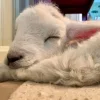 🤩 Эмодзи «Sheeps» для Telegram
