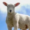 🤩 Эмодзи «Sheeps» для Telegram