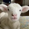 🤩 Эмодзи «Sheeps» для Telegram