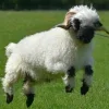🤩 Эмодзи «Sheeps» для Telegram
