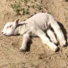 🤩 Эмодзи «Sheeps» для Telegram