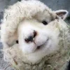 🤩 Эмодзи «Sheeps» для Telegram