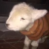 🤩 Эмодзи «Sheeps» для Telegram