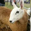 🤩 Эмодзи «Sheeps» для Telegram