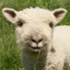 🤩 Эмодзи «Sheeps» для Telegram