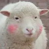 🤩 Эмодзи «Sheeps» для Telegram
