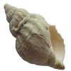 🤩 Эмодзи «Shells» для Telegram