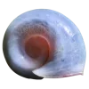 🤩 Эмодзи «Shells» для Telegram