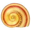 🤩 Эмодзи «Shells» для Telegram
