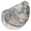 🤩 Эмодзи «Shells» для Telegram