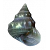 🤩 Эмодзи «Shells» для Telegram