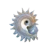 🤩 Эмодзи «Shells» для Telegram