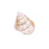 🤩 Эмодзи «Shells» для Telegram