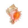 🤩 Эмодзи «Shells» для Telegram
