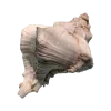 🤩 Эмодзи «Shells» для Telegram
