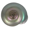 🤩 Эмодзи «Shells» для Telegram