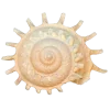 🤩 Эмодзи «Shells» для Telegram
