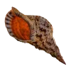 🤩 Эмодзи «Shells» для Telegram