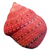 🤩 Эмодзи «Shells» для Telegram