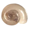 🤩 Эмодзи «Shells» для Telegram