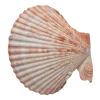 🤩 Эмодзи «Shells» для Telegram