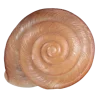 🤩 Эмодзи «Shells» для Telegram
