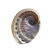 🤩 Эмодзи «Shells» для Telegram
