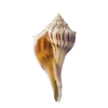 🤩 Эмодзи «Shells» для Telegram