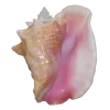 🤩 Эмодзи «Shells» для Telegram