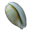 🤩 Эмодзи «Shells» для Telegram