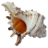 🤩 Эмодзи «Shells» для Telegram