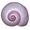 Эмодзи Shells для Telegram — скачать