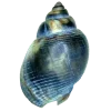 🤩 Эмодзи «Shells» для Telegram