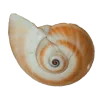 🤩 Эмодзи «Shells» для Telegram