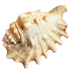🤩 Эмодзи «Shells» для Telegram