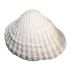 🤩 Эмодзи «Shells» для Telegram