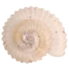 🤩 Эмодзи «Shells» для Telegram