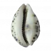 🤩 Эмодзи «Shells» для Telegram