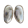 🤩 Эмодзи «Shells» для Telegram