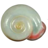 🤩 Эмодзи «Shells» для Telegram