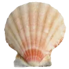 🤩 Эмодзи «Shells» для Telegram