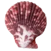 🤩 Эмодзи «Shells» для Telegram