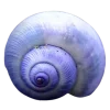 🤩 Эмодзи «Shells» для Telegram