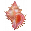 🤩 Эмодзи «Shells» для Telegram