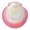 🤩 Эмодзи «Shells» для Telegram