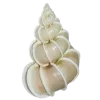 🤩 Эмодзи «Shells» для Telegram