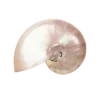 🤩 Эмодзи «Shells» для Telegram