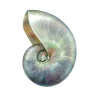 🤩 Эмодзи «Shells» для Telegram