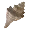 🤩 Эмодзи «Shells» для Telegram